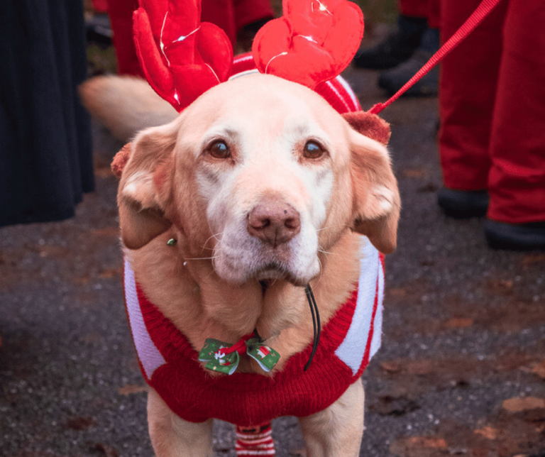 Chester Santa Dash pic11